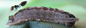 Larvae